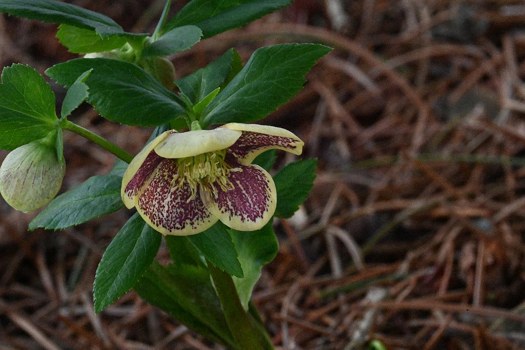 2025-04216403 Tower Hill Botanic Garden, MA.JPG - Helleborus. New England Botanic Garden at Tower Hill, MA, 4-21-2025